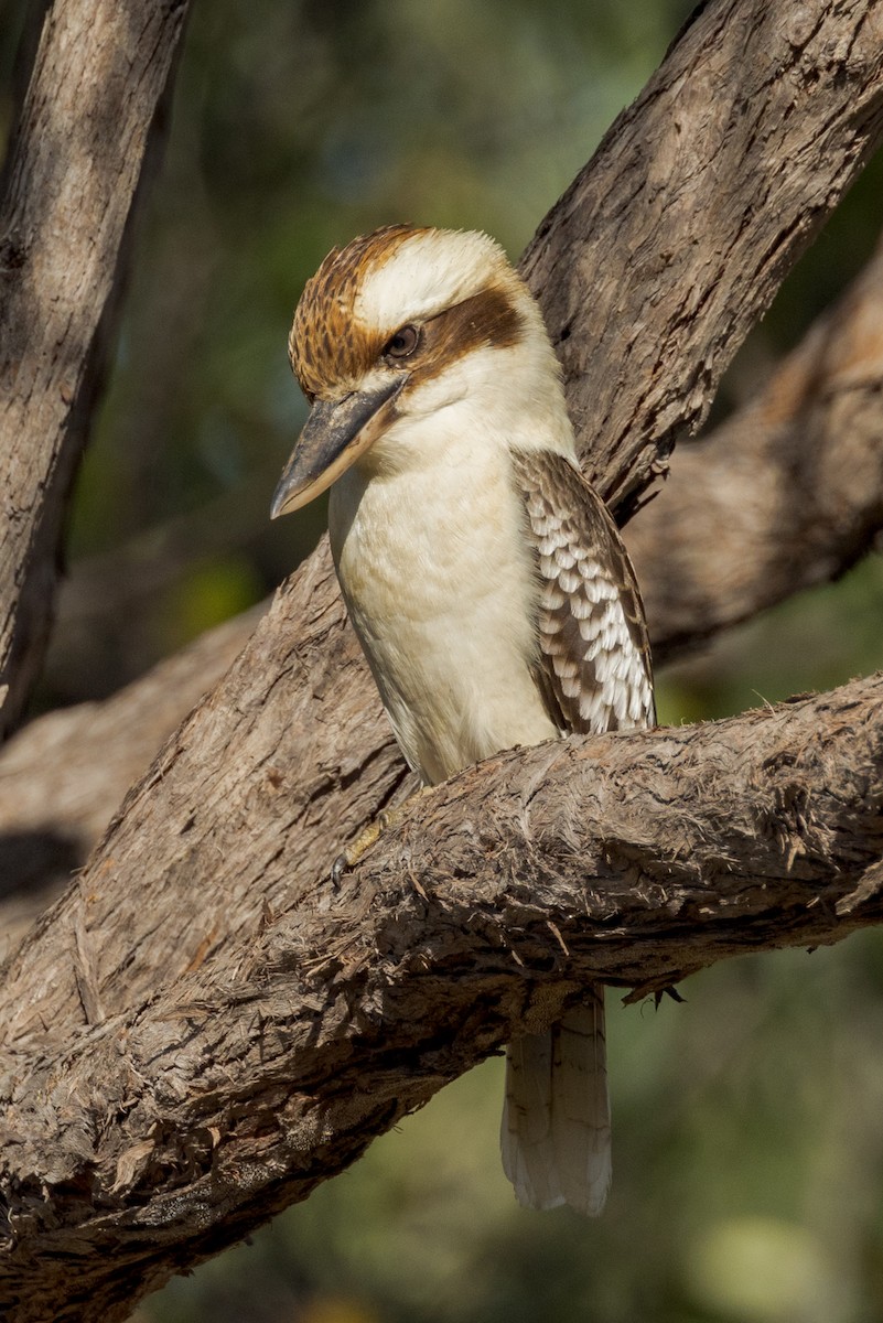 Laughing Kookaburra - ML460660941