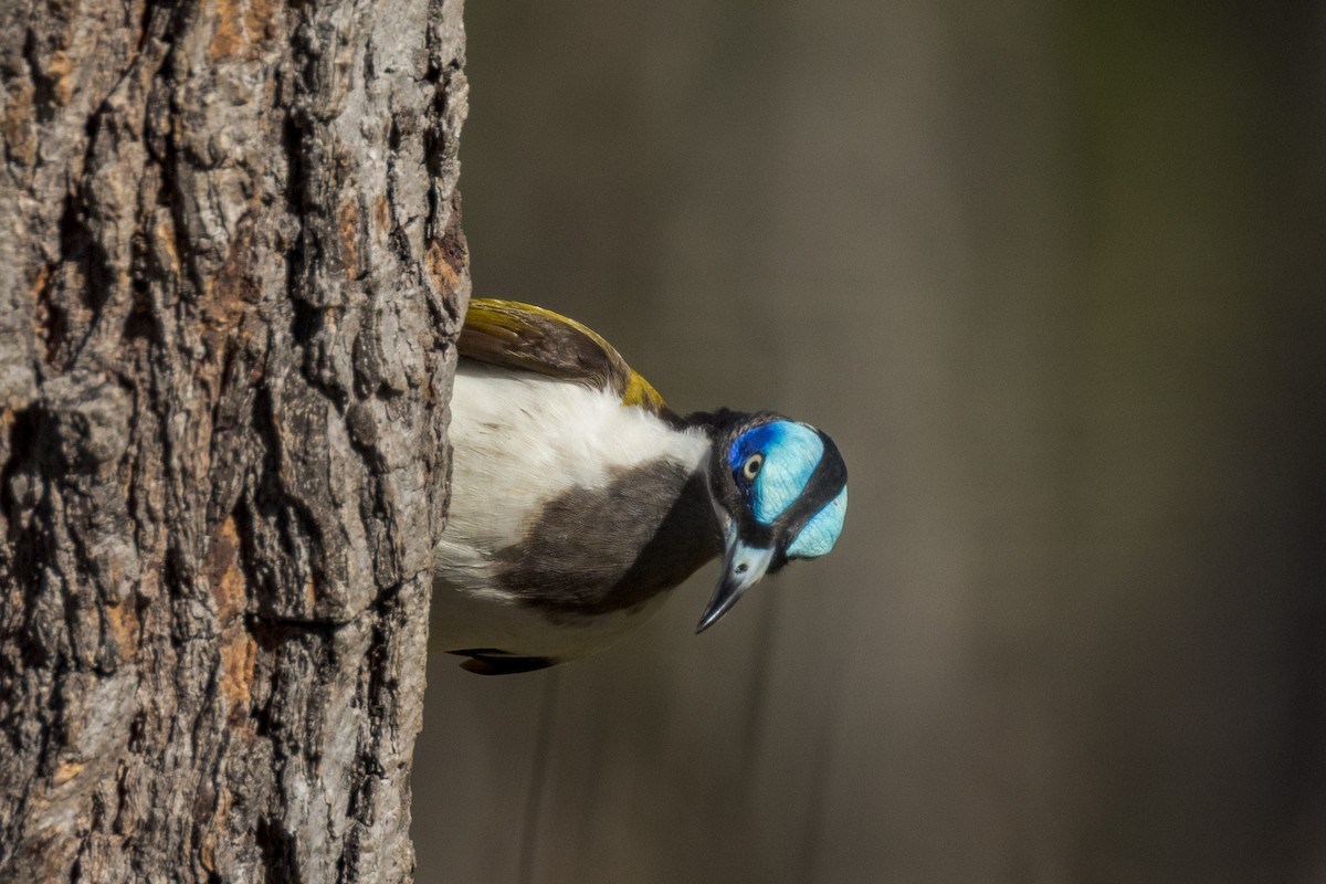 Blue-faced Honeyeater - ML460661121