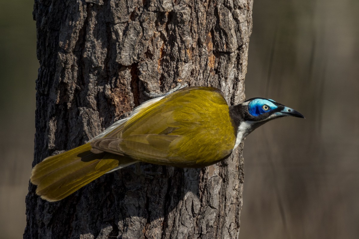 Blue-faced Honeyeater - ML460661221