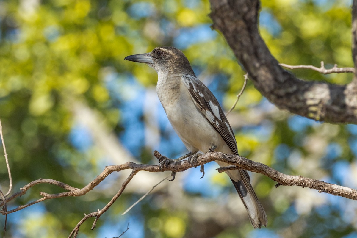 Pied Butcherbird - ML460661371