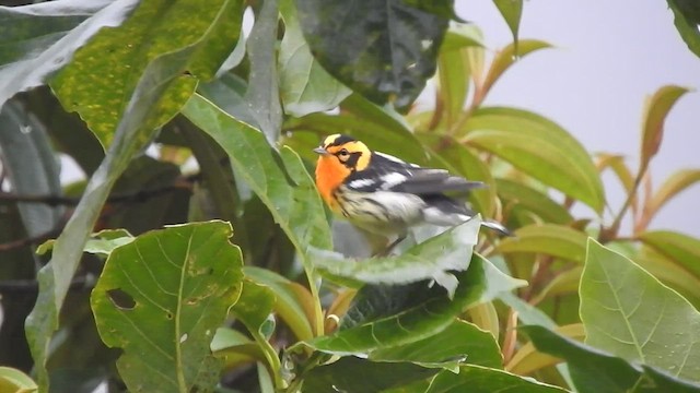 Blackburnian Warbler - ML460661461