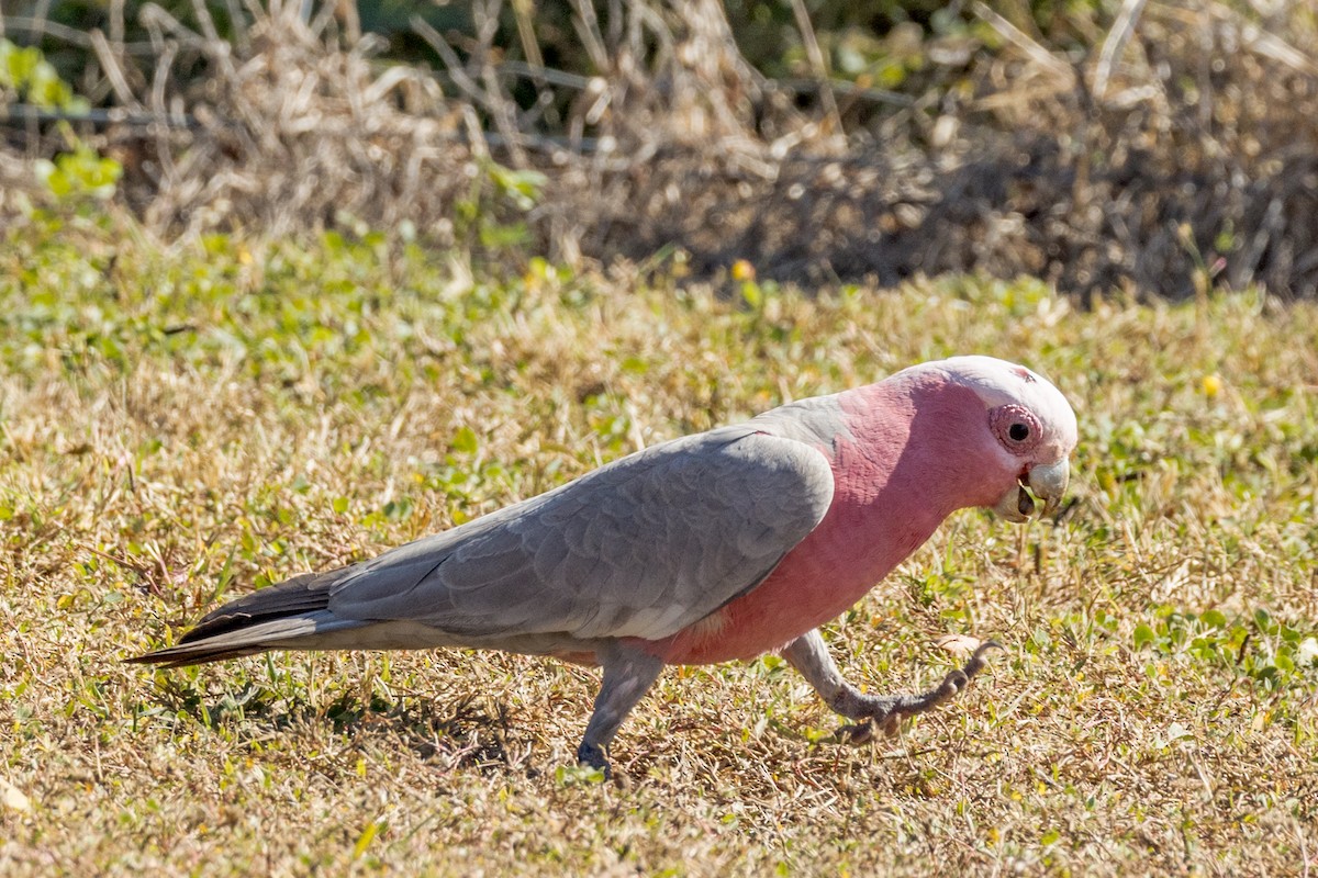 モモイロインコ - ML460661611