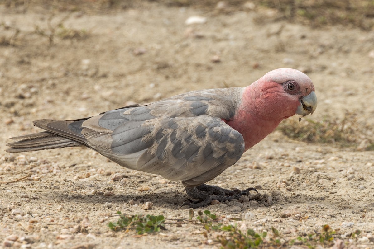 Cacatúa Galah - ML460662111