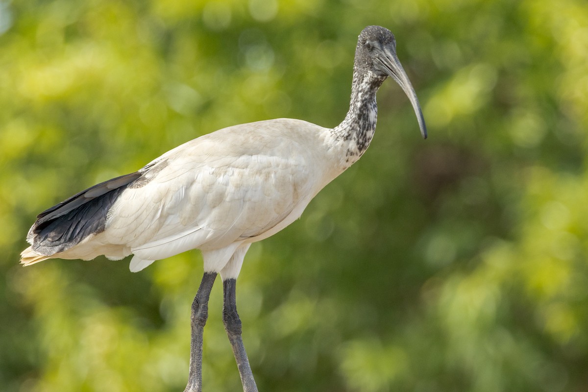 Ibis à cou noir - ML460662311