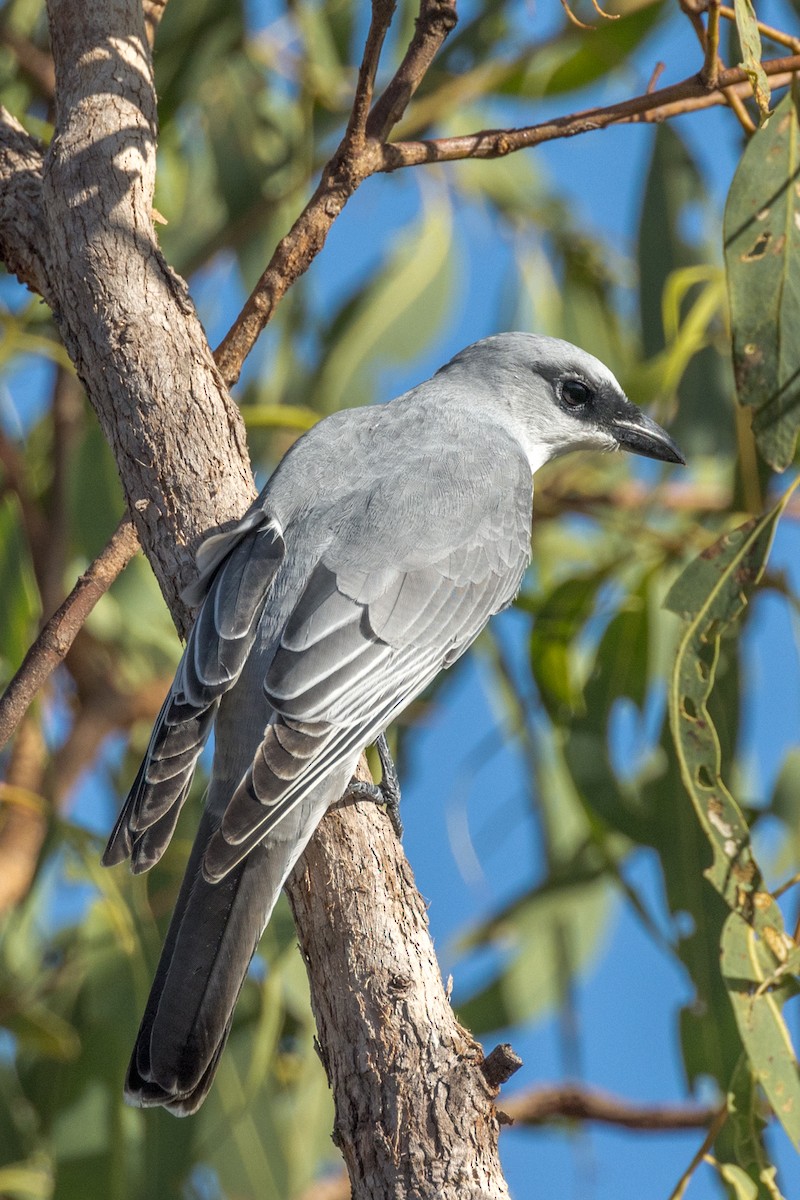 White-bellied Cuckooshrike - ML460663171