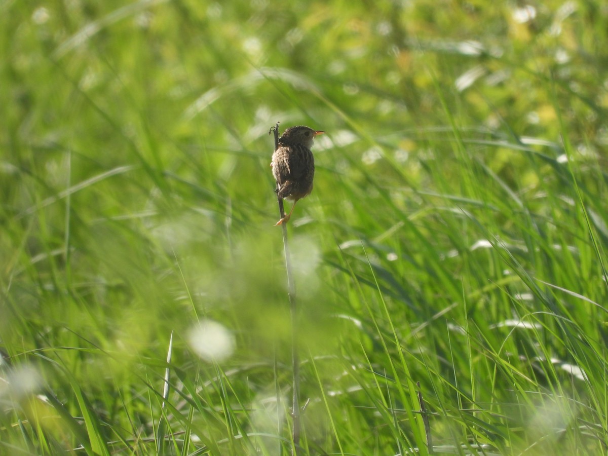 Sedge Wren - ML460663331