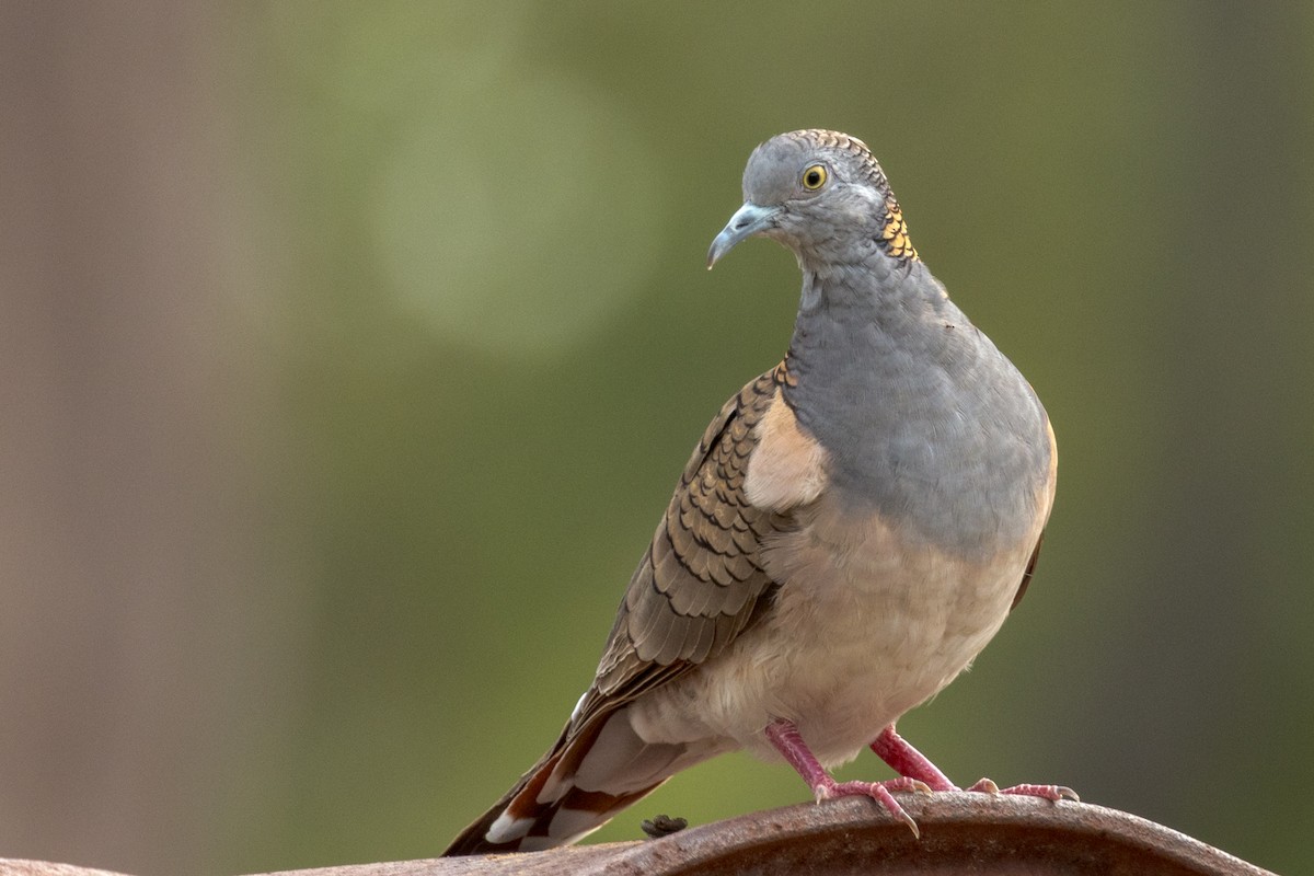 Bar-shouldered Dove - ML460663361