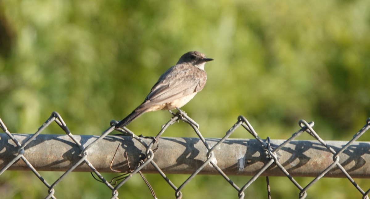 Say's Phoebe - ML460663791