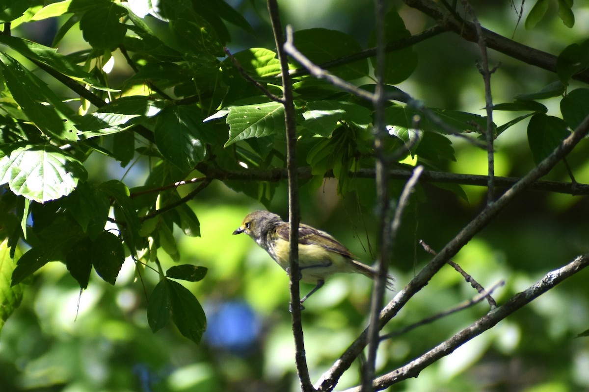 Ak Gözlü Vireo - ML460664051