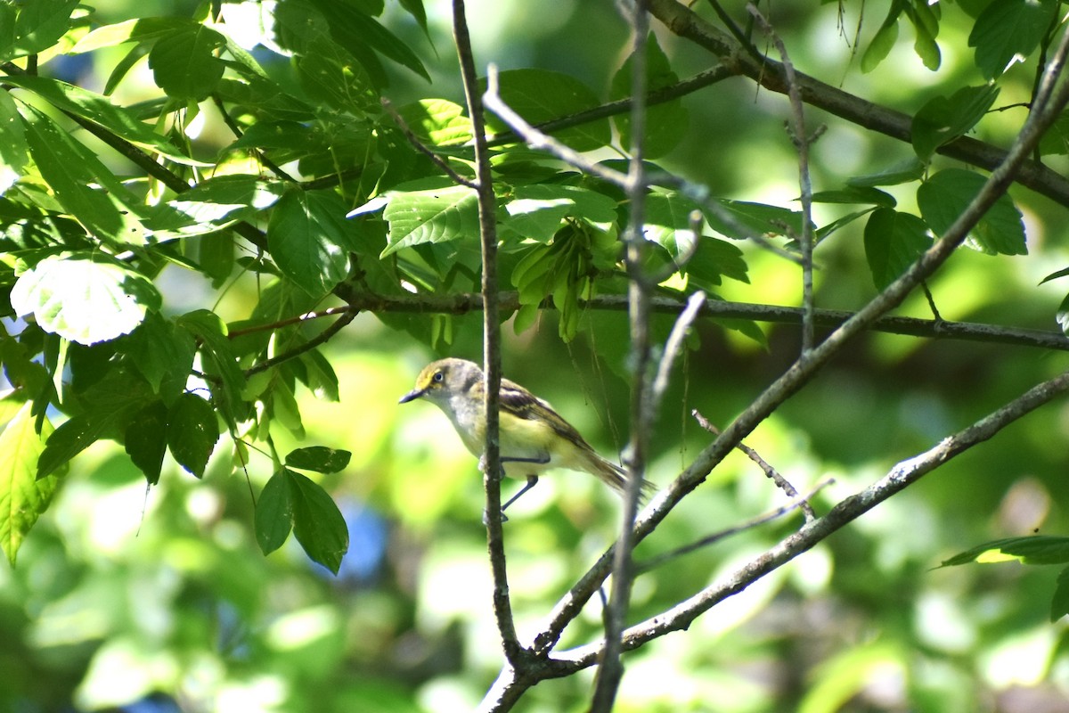 Ak Gözlü Vireo - ML460664061