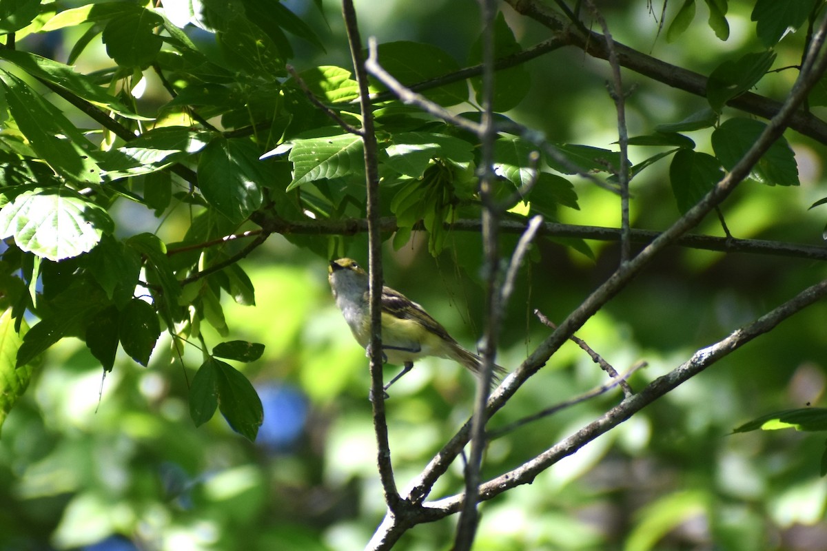 Ak Gözlü Vireo - ML460664071