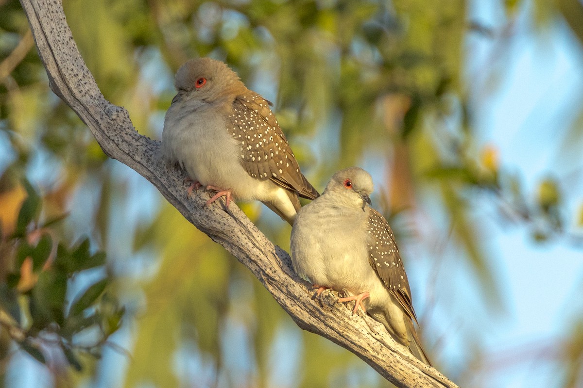 Diamond Dove - ML460664081