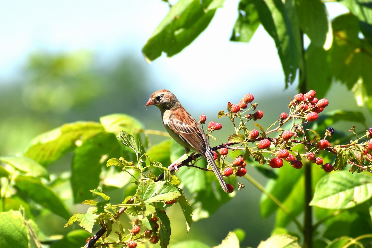 Field Sparrow - ML460664121