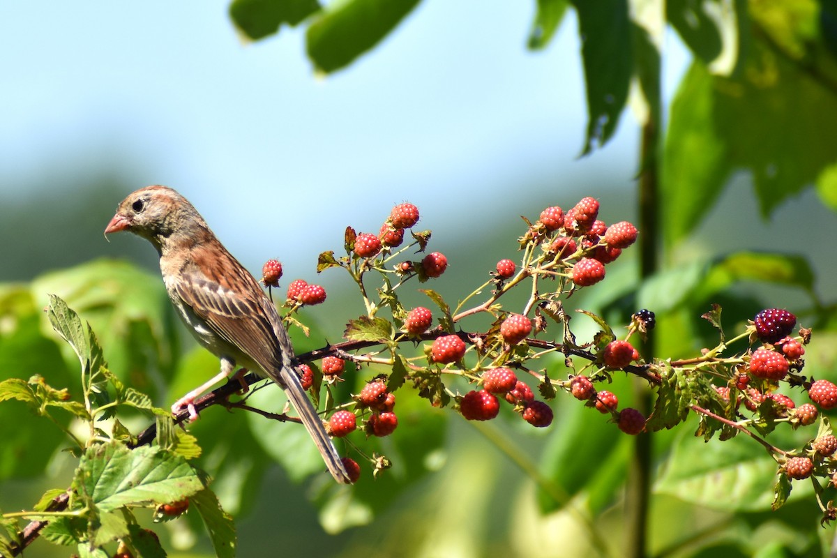 Field Sparrow - ML460664131