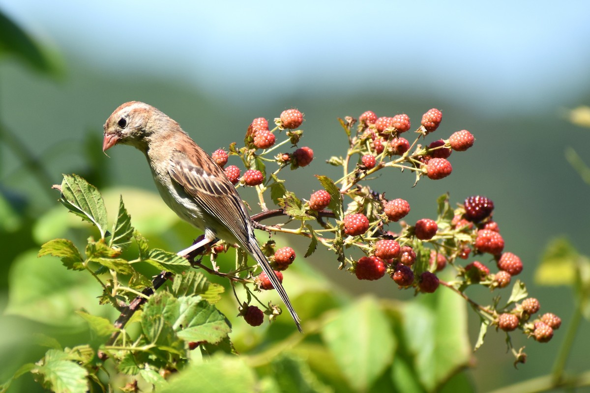 Field Sparrow - ML460664141