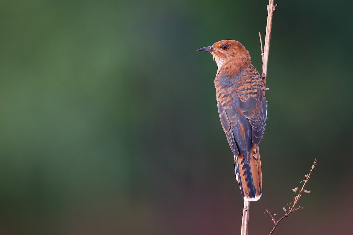 Gray-bellied Cuckoo - ML460664161