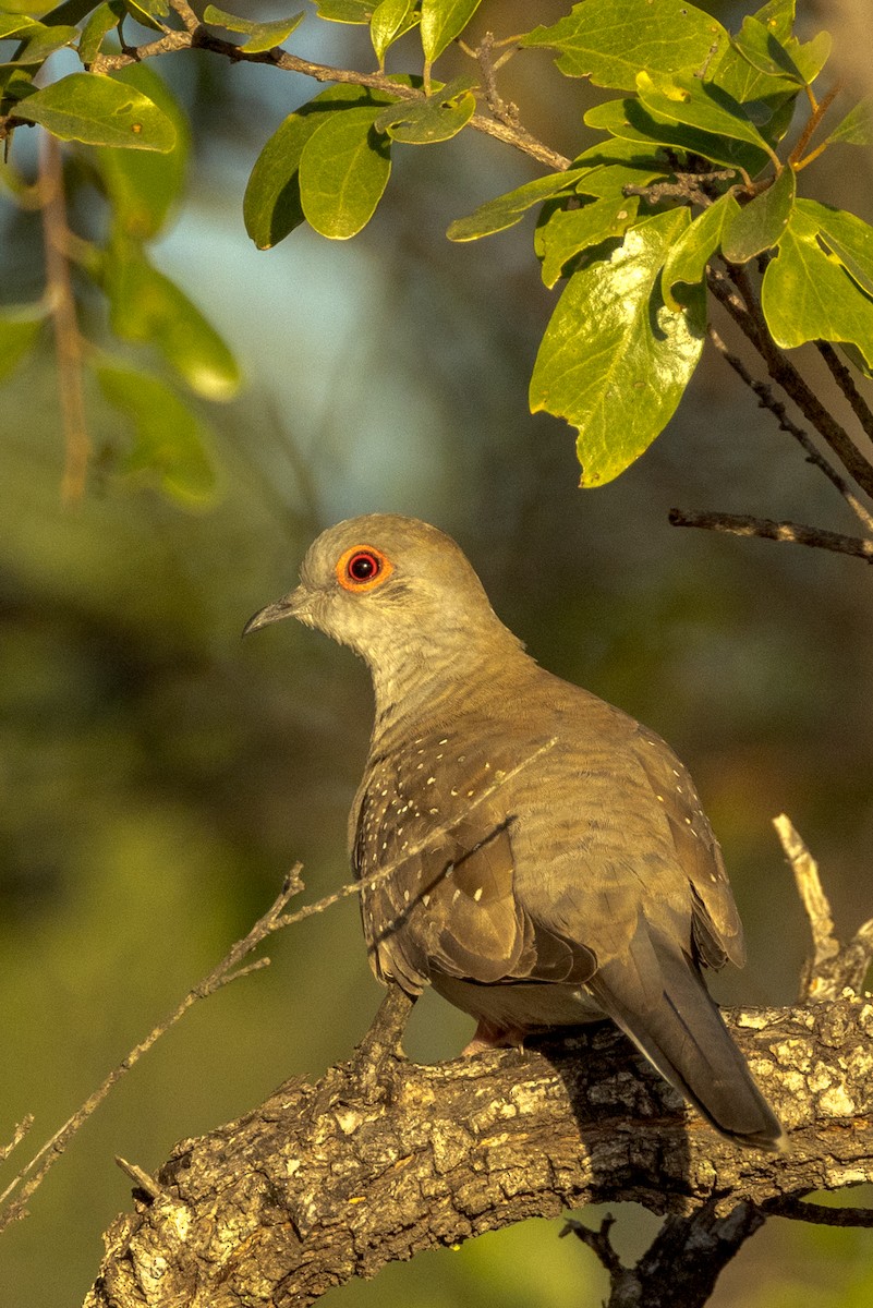 Diamond Dove - ML460664181