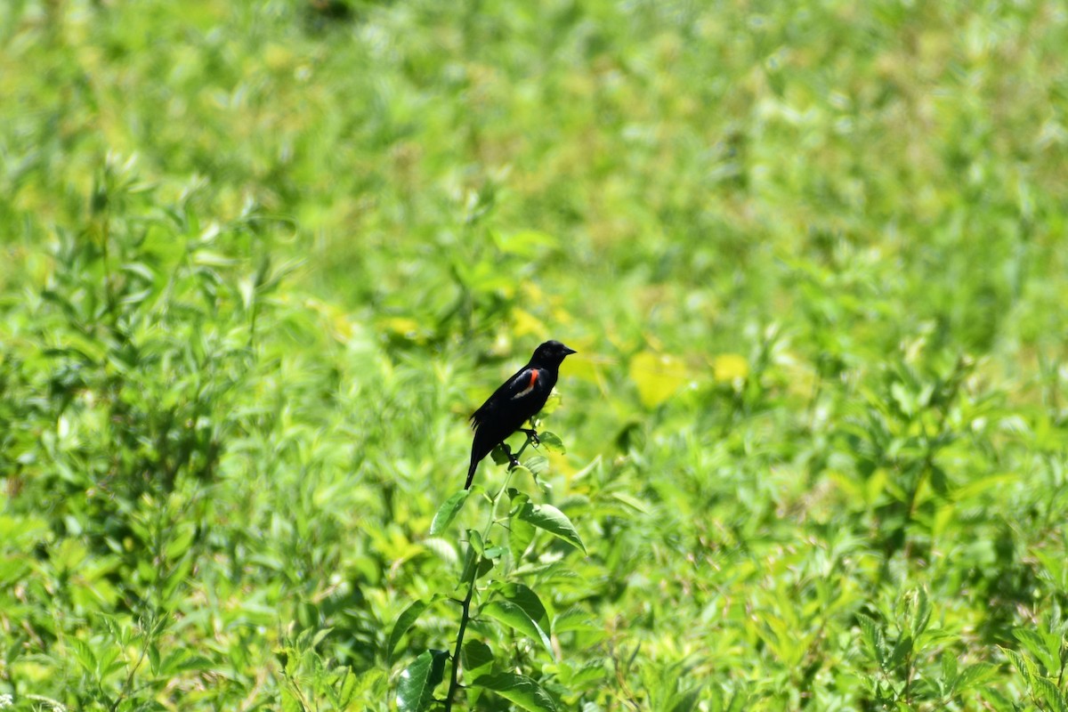 Red-winged Blackbird - ML460664431