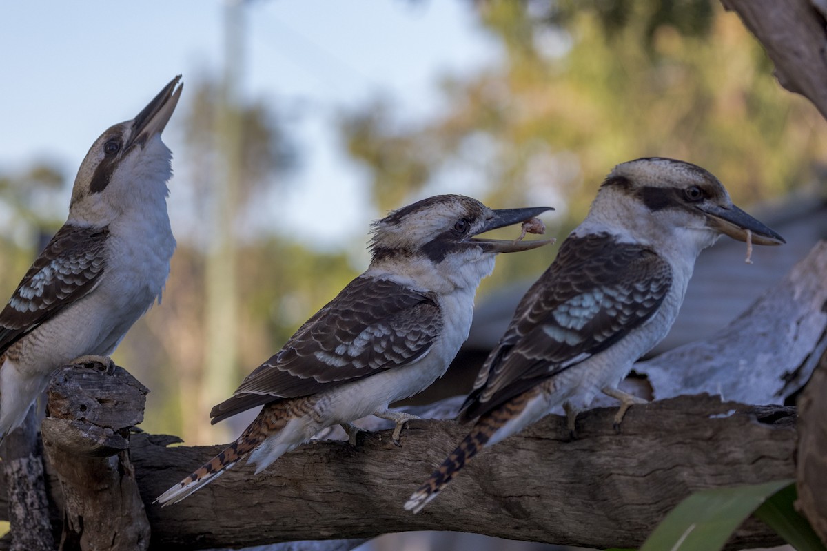 Laughing Kookaburra - ML460665311