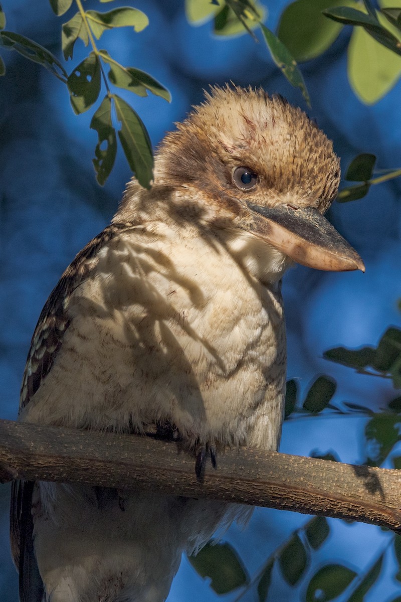 Laughing Kookaburra - ML460666121