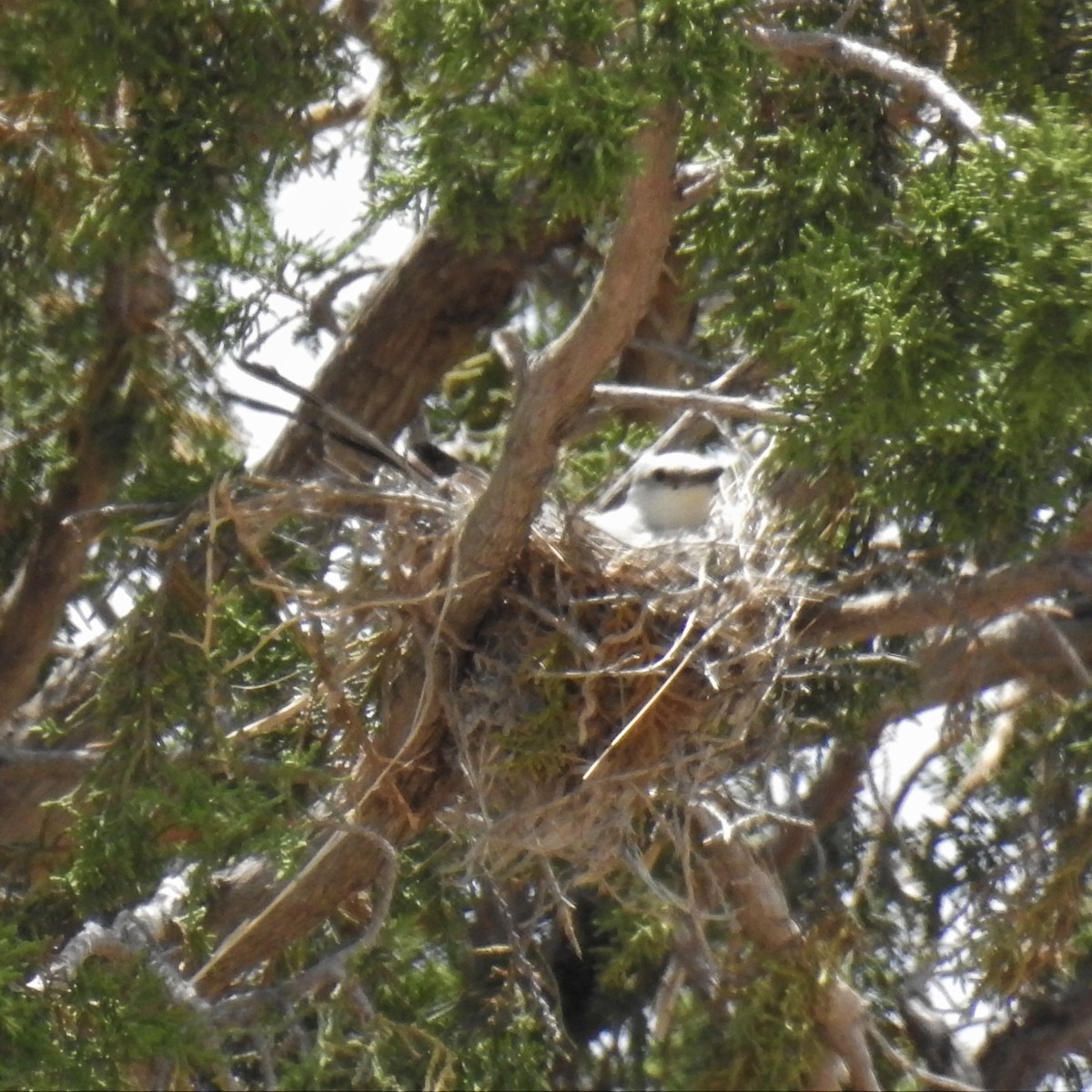 Scissor-tailed Flycatcher - ML460667311