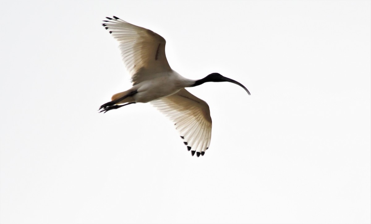 ibis australský - ML460667411