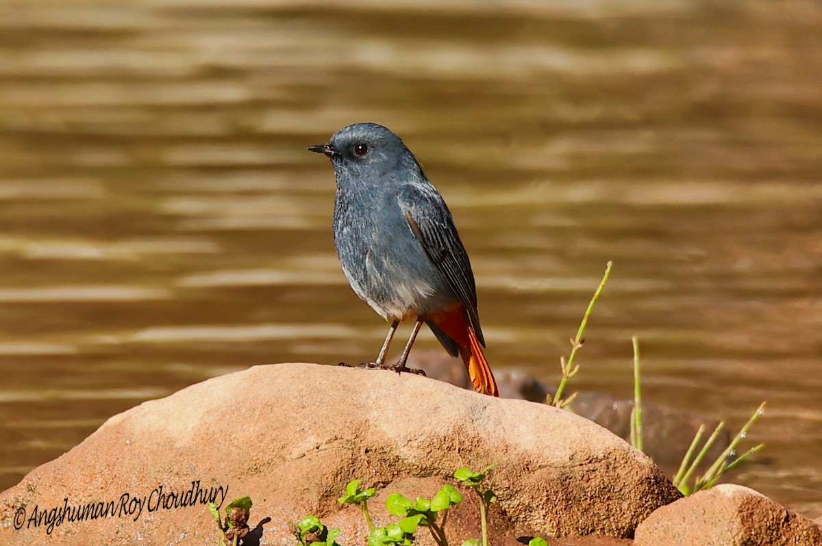 Plumbeous Redstart - ML460667881