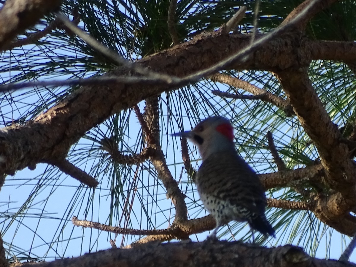 Northern Flicker - Ryan Hardy