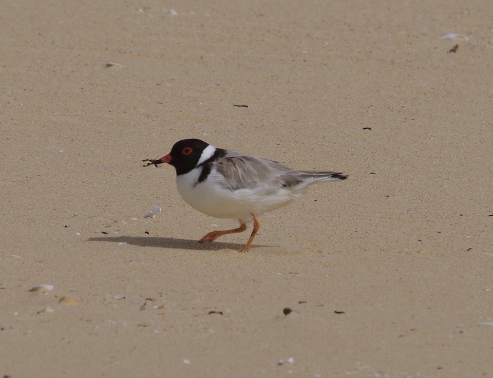 Hooded Plover - Max Weatherall
