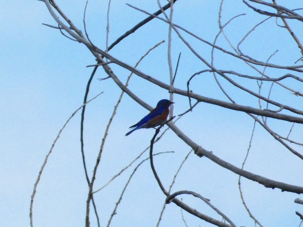 Western Bluebird - ML460669321