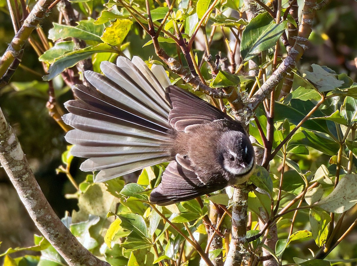 New Zealand Fantail - ML460669551