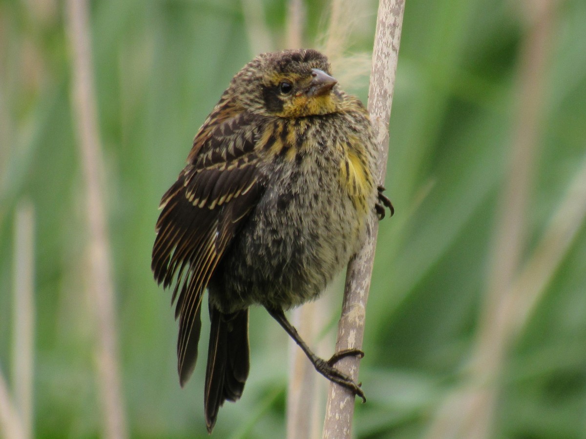 Red-winged Blackbird - Allie Cushin