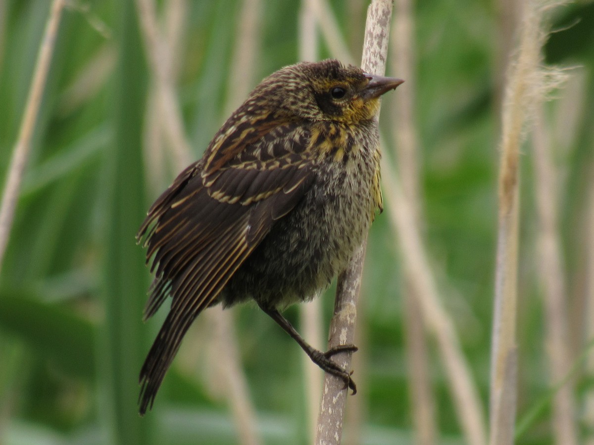 Red-winged Blackbird - ML460669831