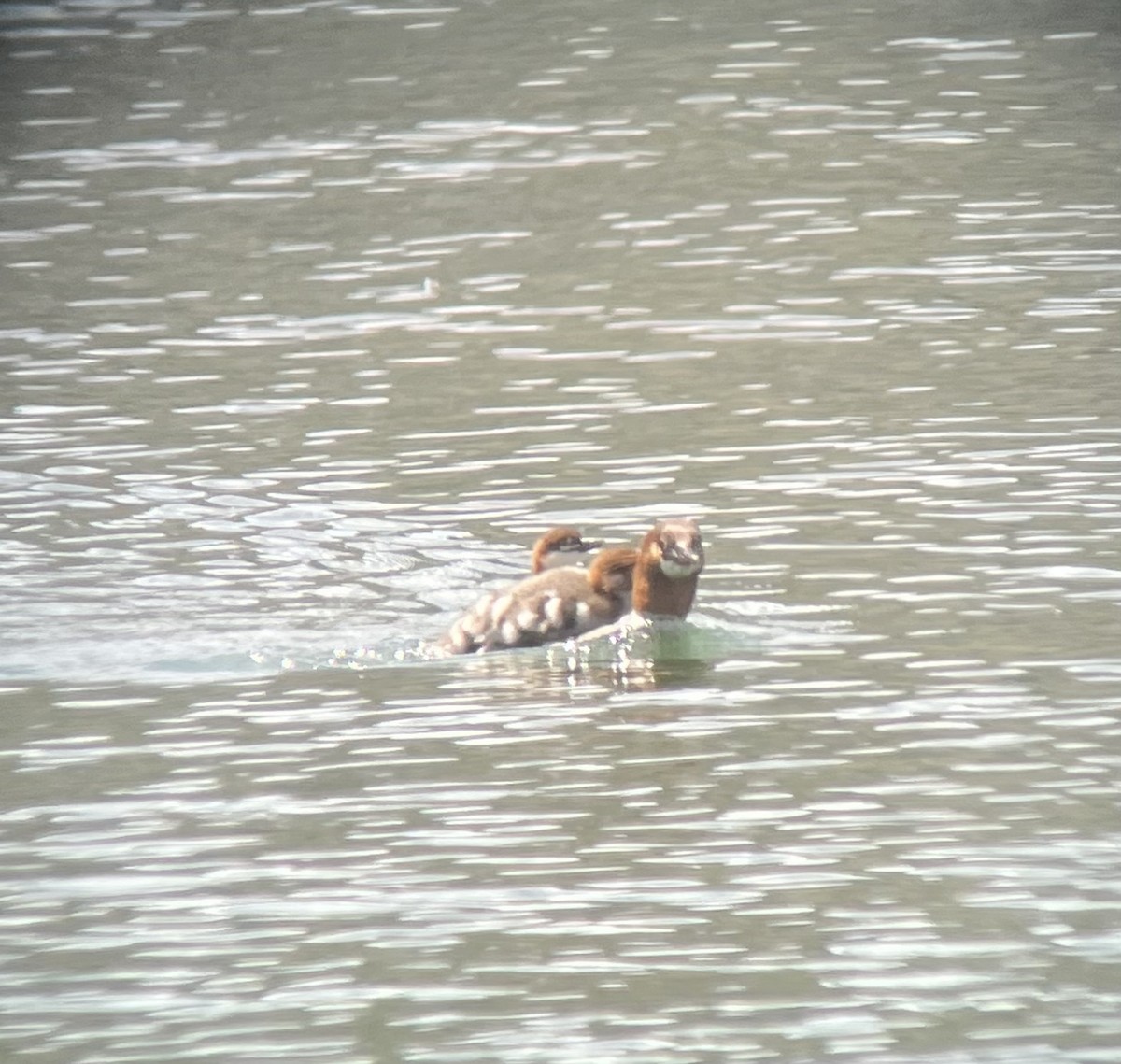 Common Merganser - ML460669841