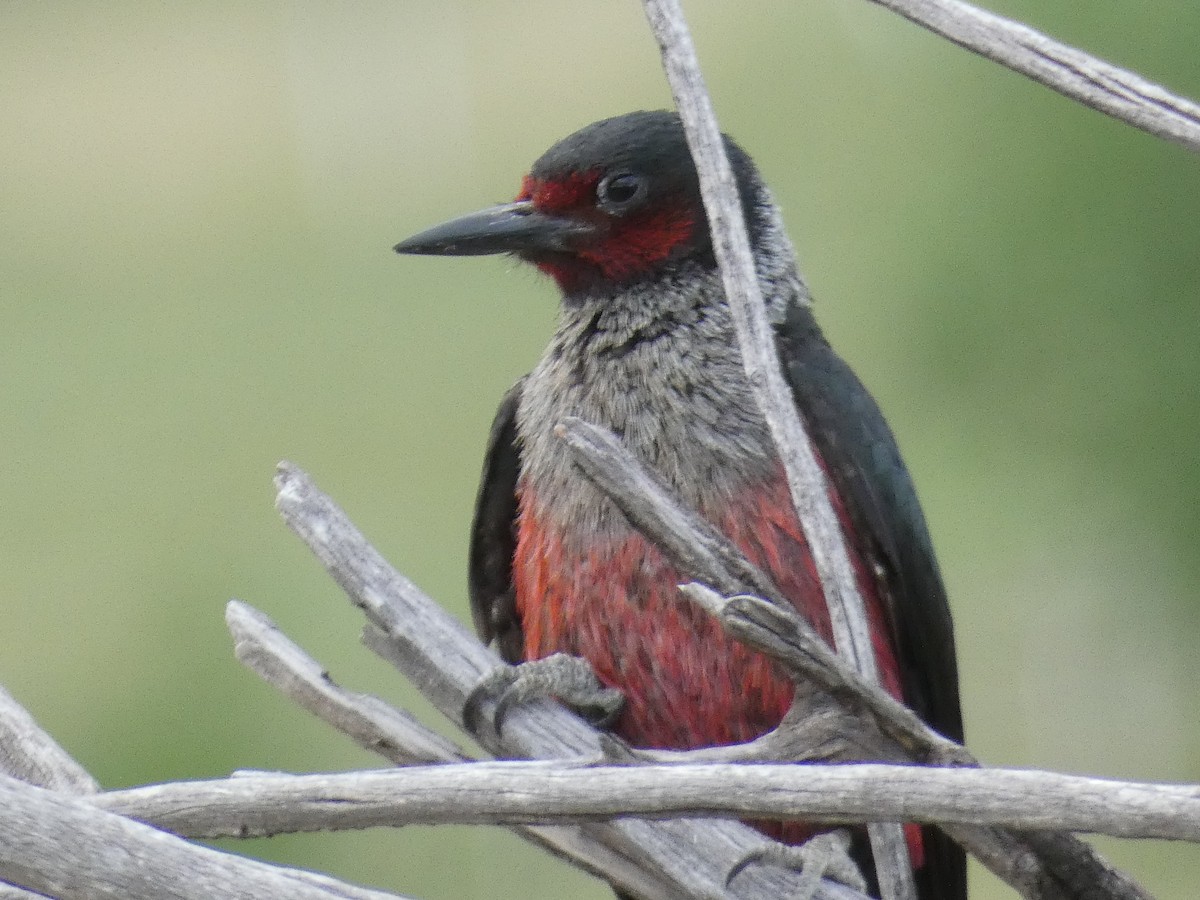 Lewis's Woodpecker - ML460669861