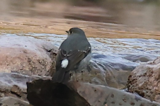 Plumbeous Redstart - ML460670061