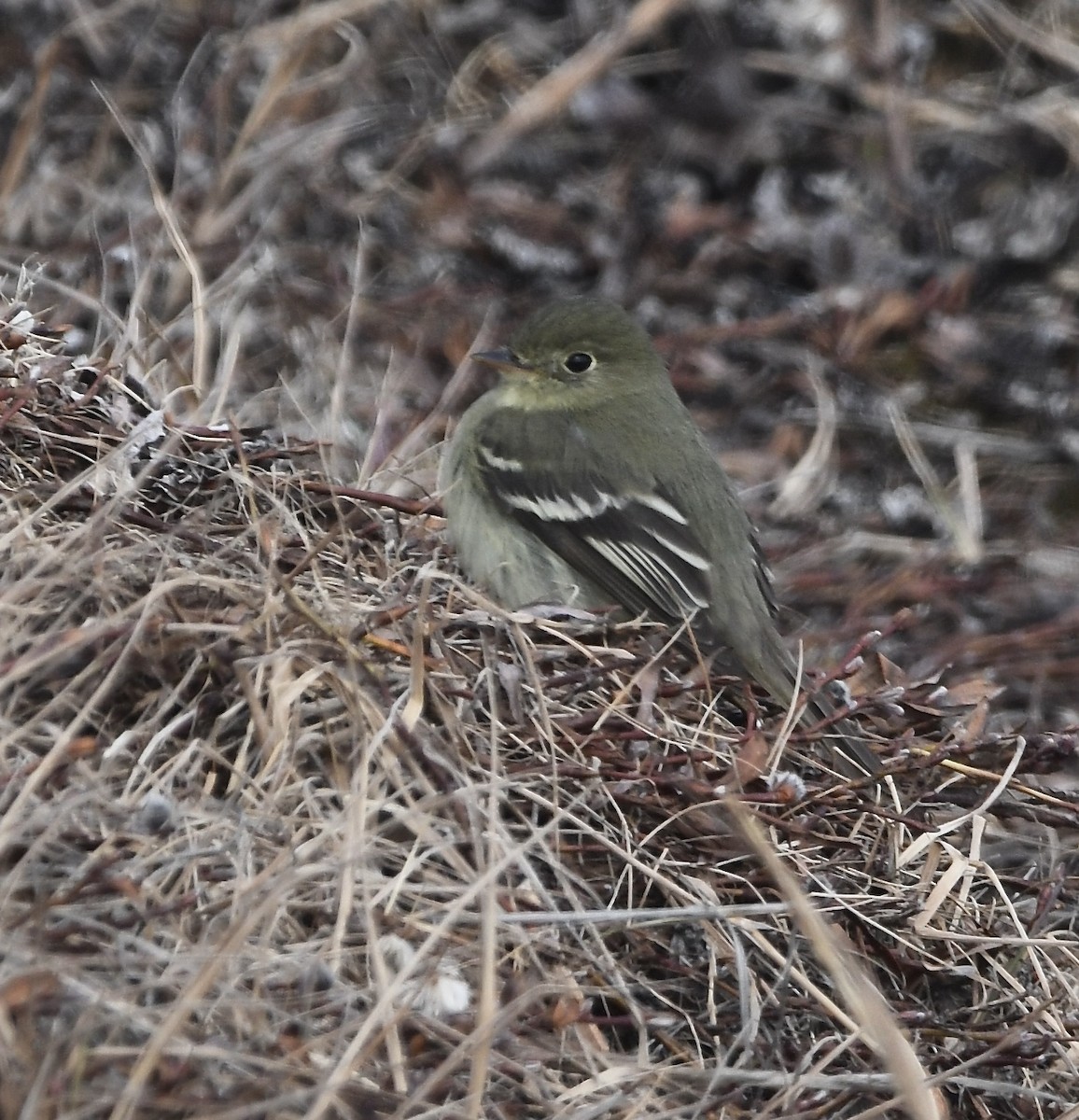 Yellow-bellied Flycatcher - ML460671721