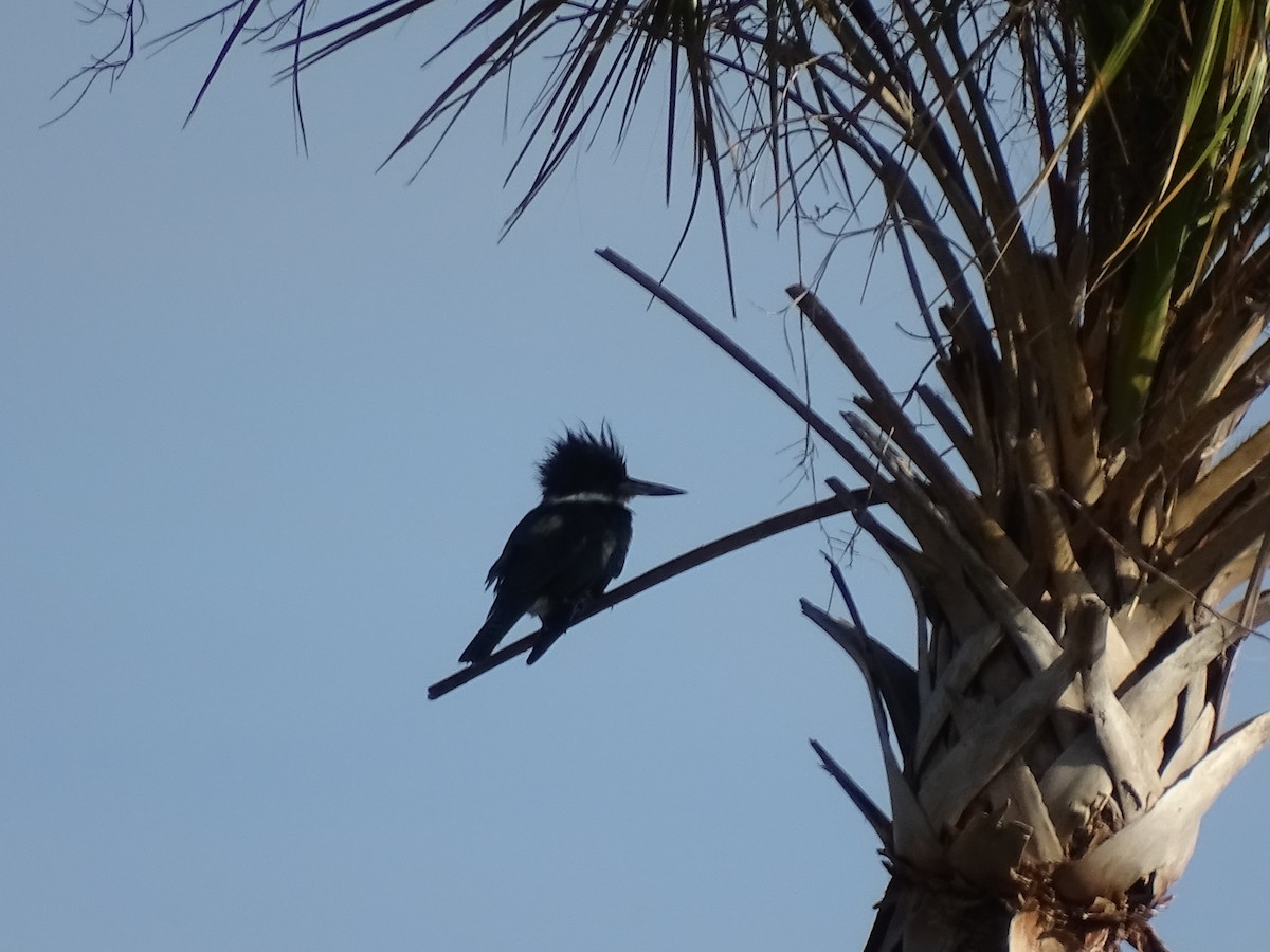 Belted Kingfisher - ML46067191