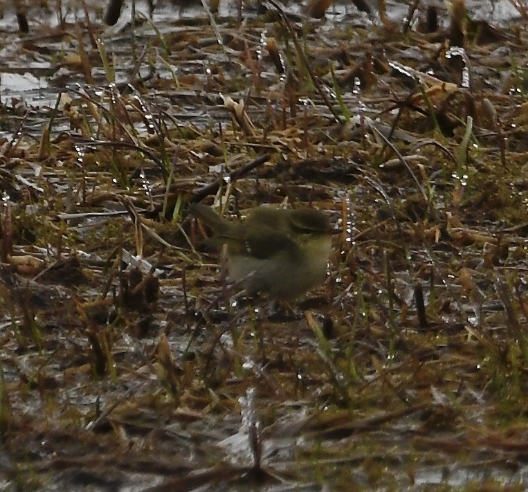 極北柳鶯 - ML460673841