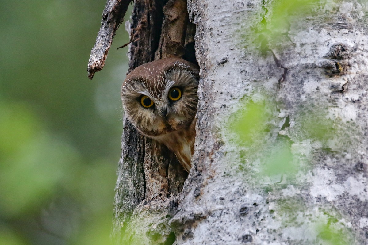 Northern Saw-whet Owl - ML460674611