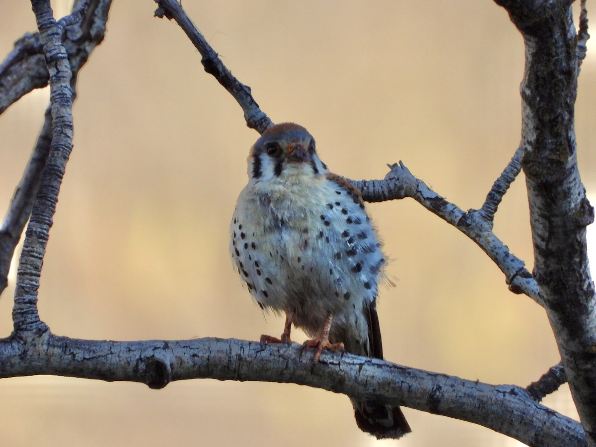 American Kestrel - ML460675181