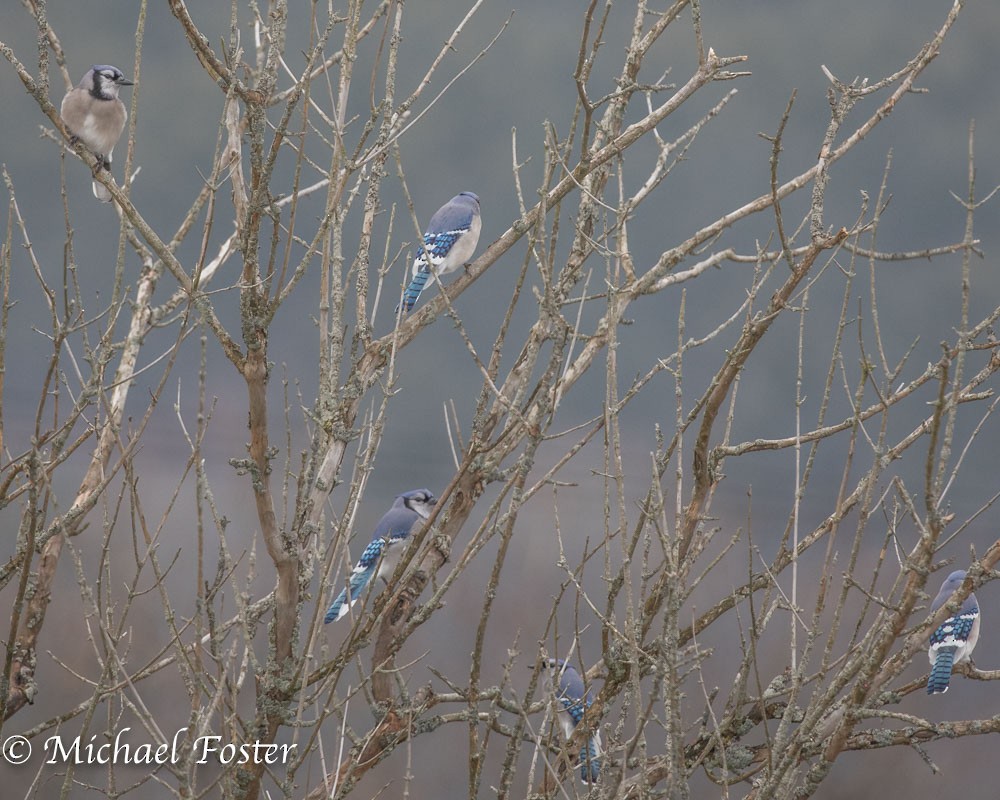 Blue Jay - ML46067571