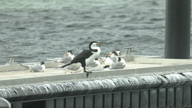 Pied Cormorant - ML460678761