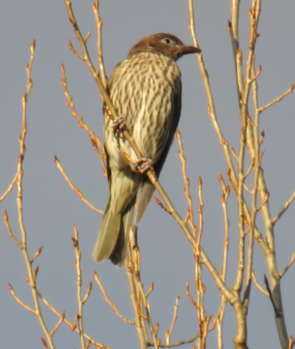 Australasian Figbird - ML460678851