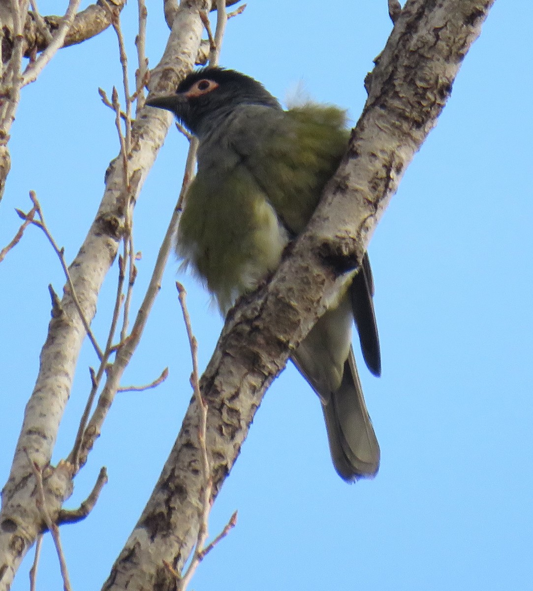 Australasian Figbird - ML460678861