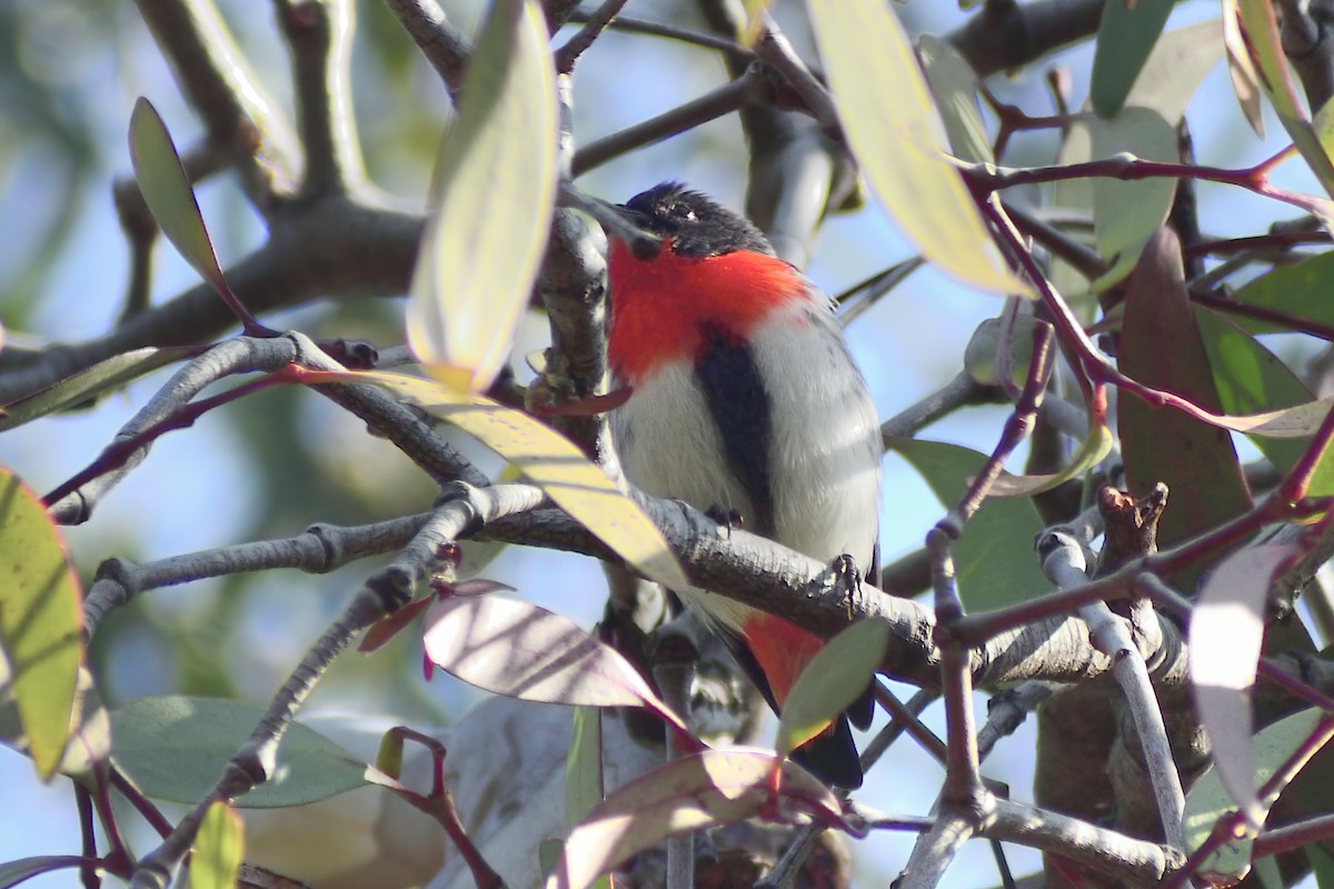 Mistletoebird - ML460679141