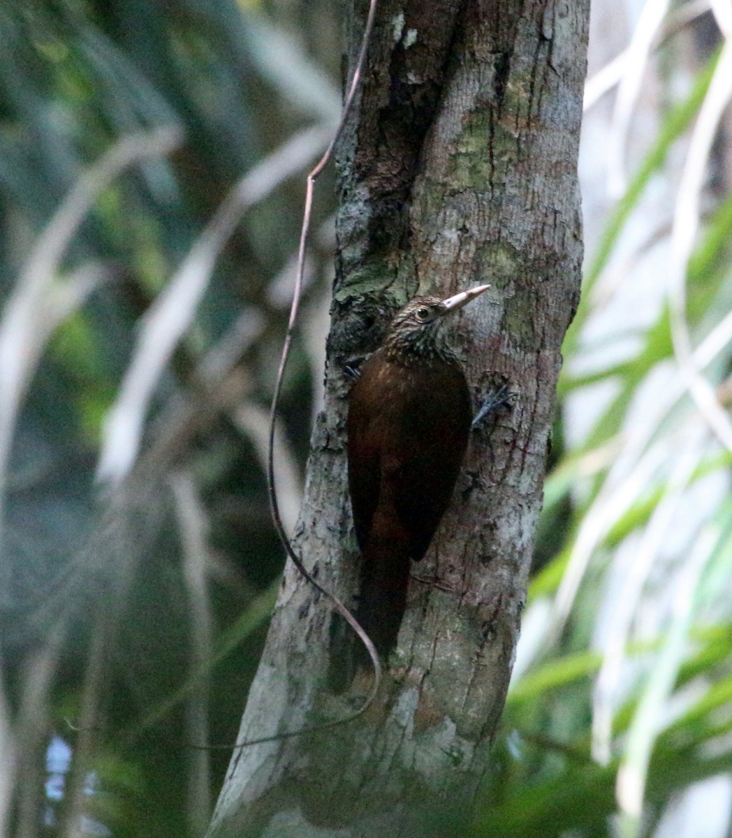 Zimmer's Woodcreeper - John Drummond