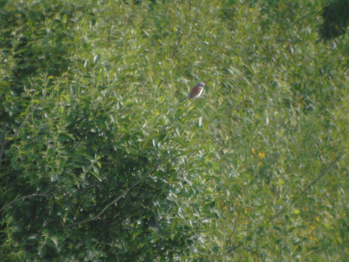 Red-backed Shrike - ML460681771