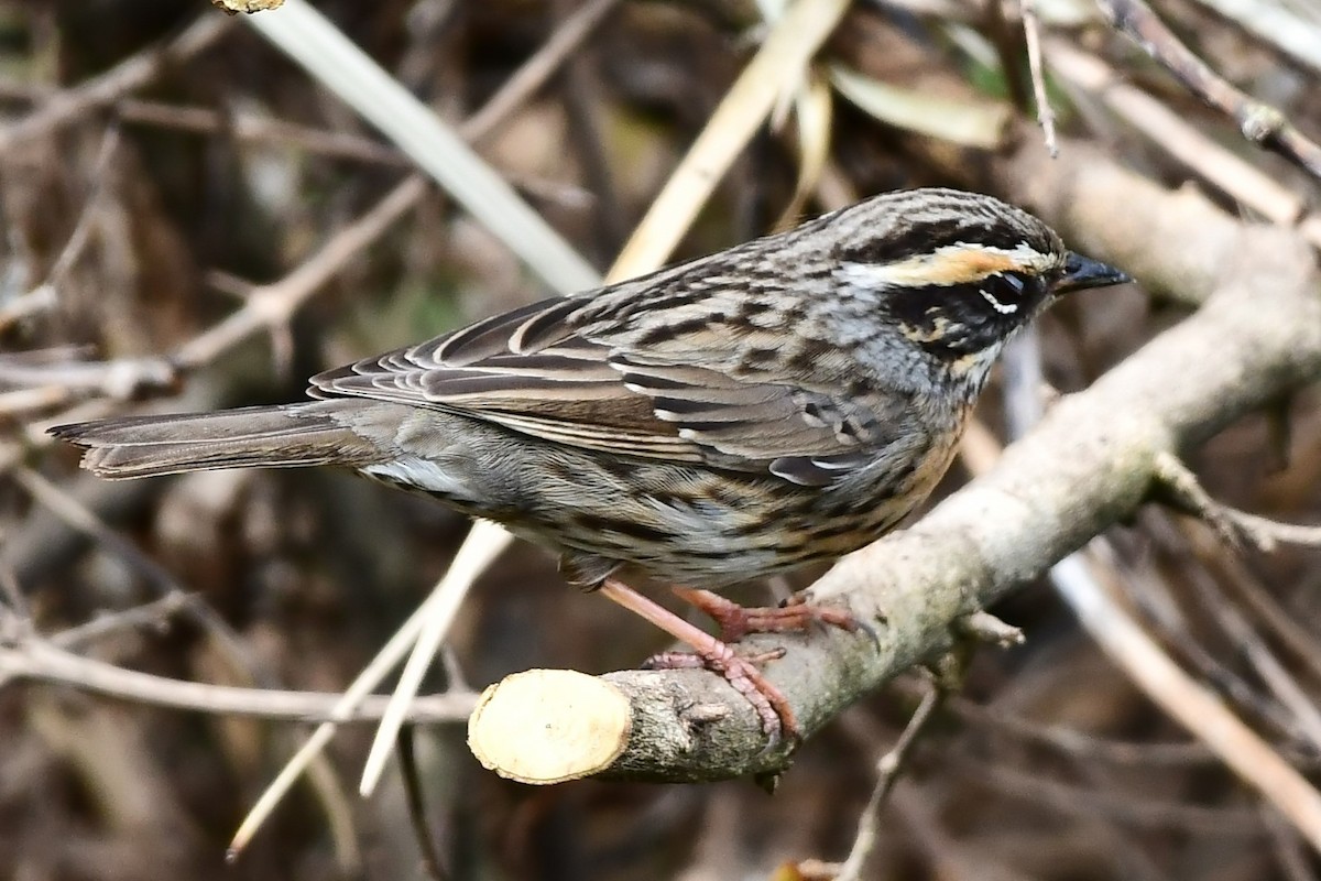 Rufous-breasted Accentor - ML460684351