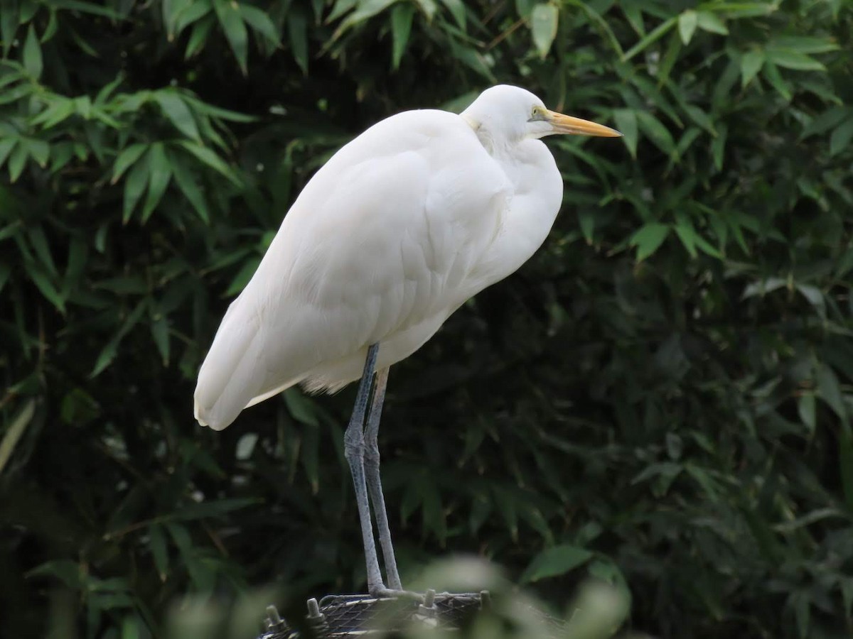 Great Egret (modesta) - ML460685101